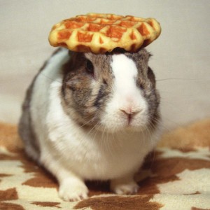 Because you've made it this far, have a picture of Oolong the rabbit with a waffle on his head.
